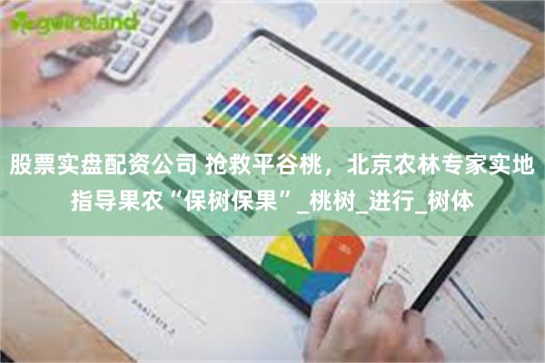 股票实盘配资公司 抢救平谷桃，北京农林专家实地指导果农“保树保果”_桃树_进行_树体
